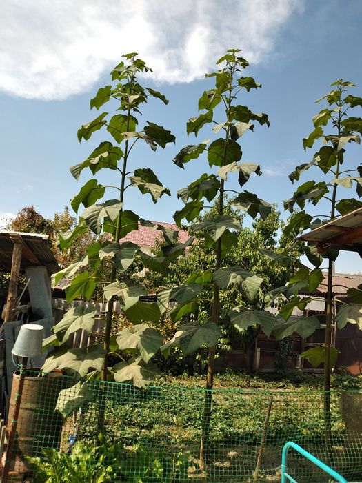 Дерево  Павловния