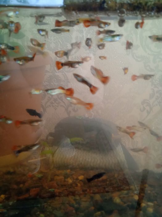 Аквариумные рыбки