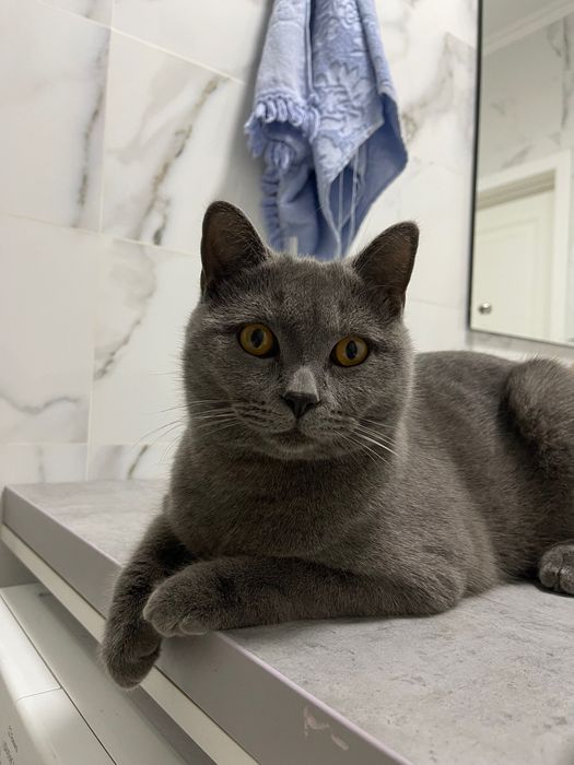 Продаётся красивый британский кот.