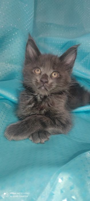 Мейн - Кун котята
