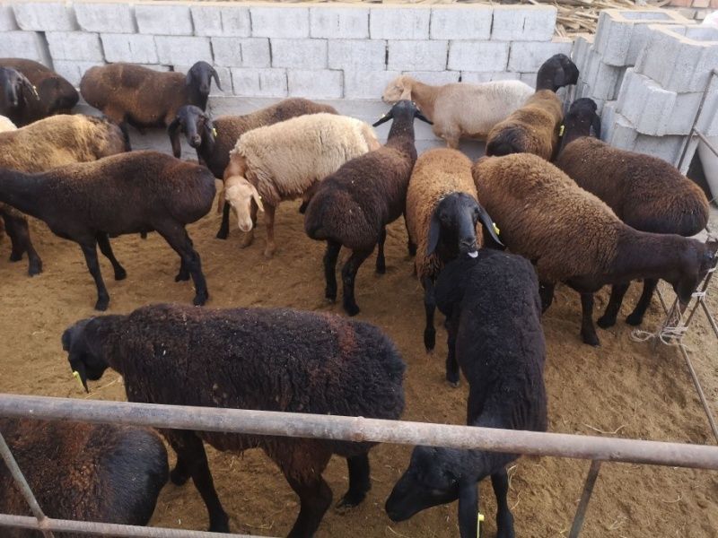 Qochqor Qo'chqor koy кочкор куй