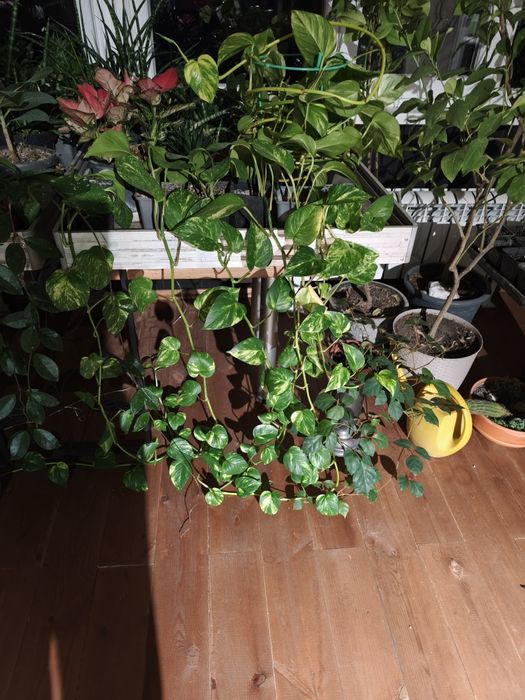 Продам сцендапсусы