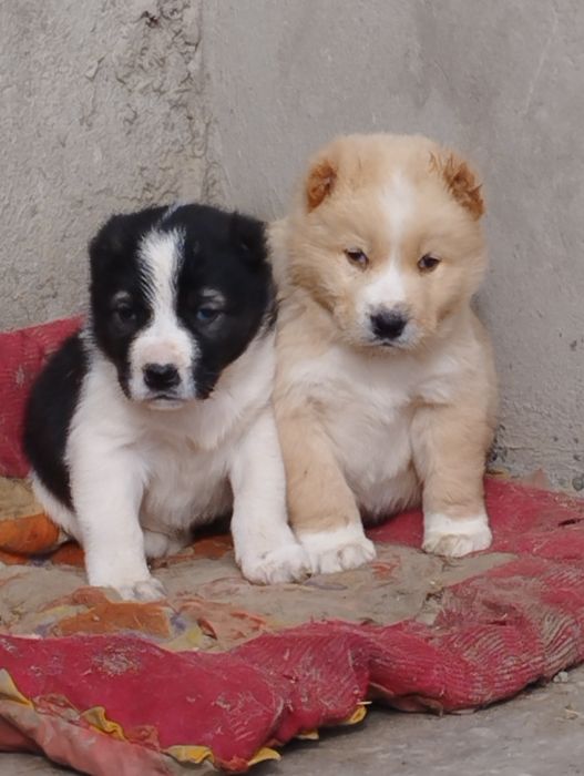 Щенки Алабая кобель и сука (мальчик и девочка)