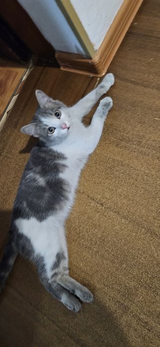 Отдам котёнка мальчика в добрые руки