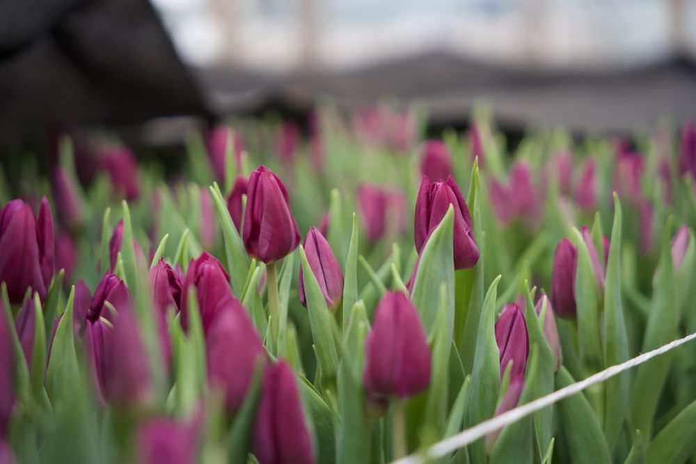 Тюльпаны на 8 марта