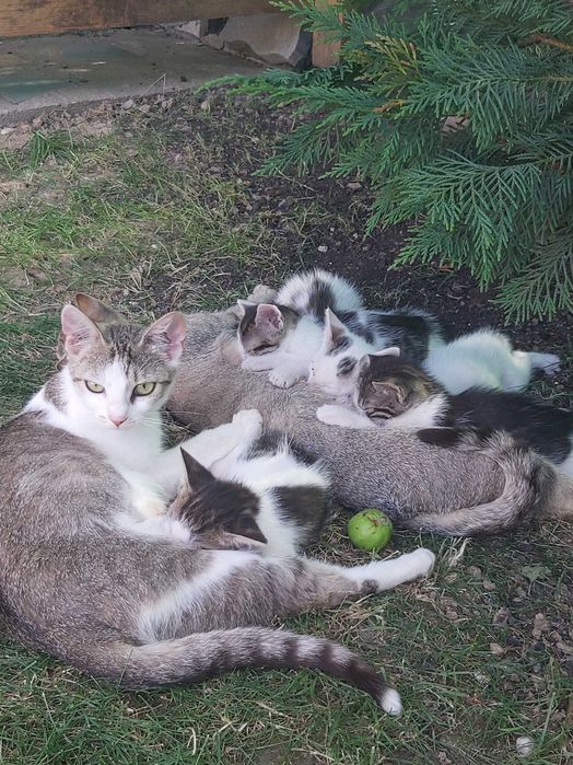 Ofer spre adopție