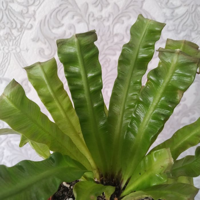 Асплениум Crispy Wave