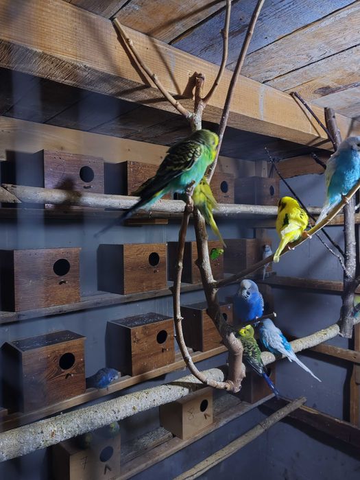 Pui Perusi disponibil