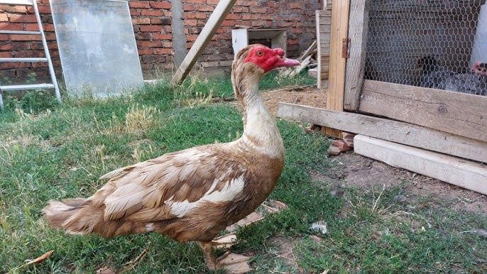 Утки.   (шипуны)