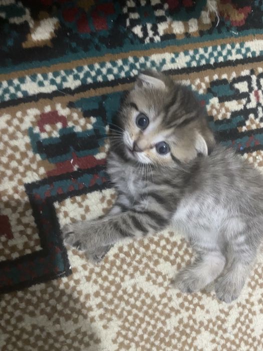 Котенки девочки отдам в хорошие руки.