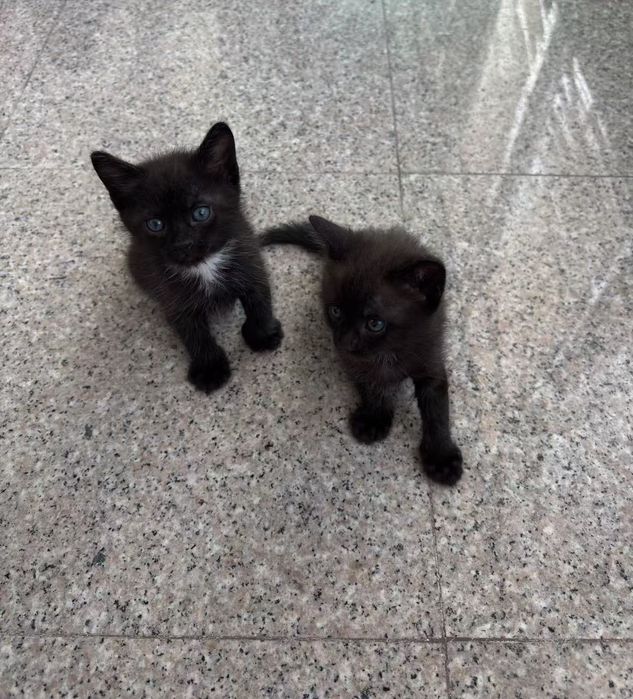 Donez 5 pisici de 2 luni