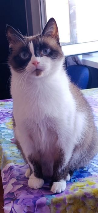 2 брата акробата ищут дом