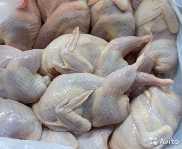 Перепела!Продам перепёлок!