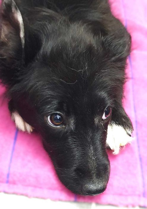 отдам щенков в хорошие руки