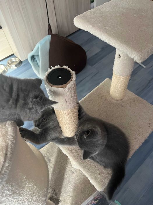 Британски късокосмести котета