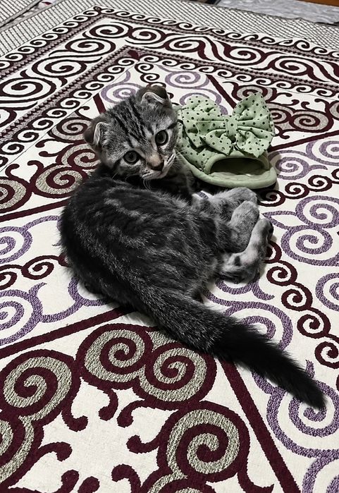 Продается котёнок
