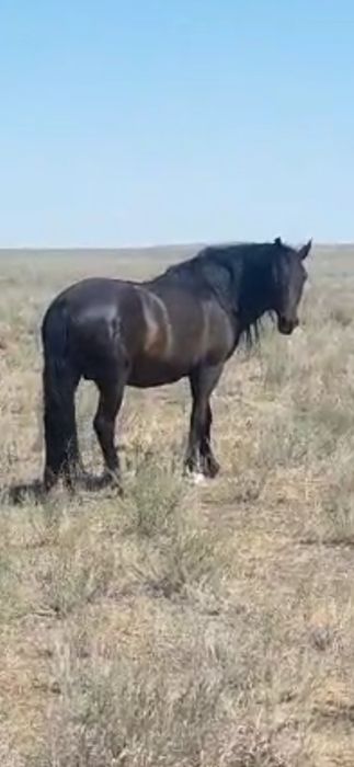 2 жасар жылқы сатылады.