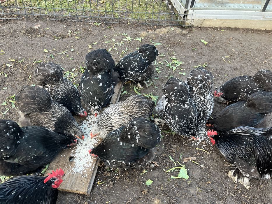 Vand gaini cochinchina pitic