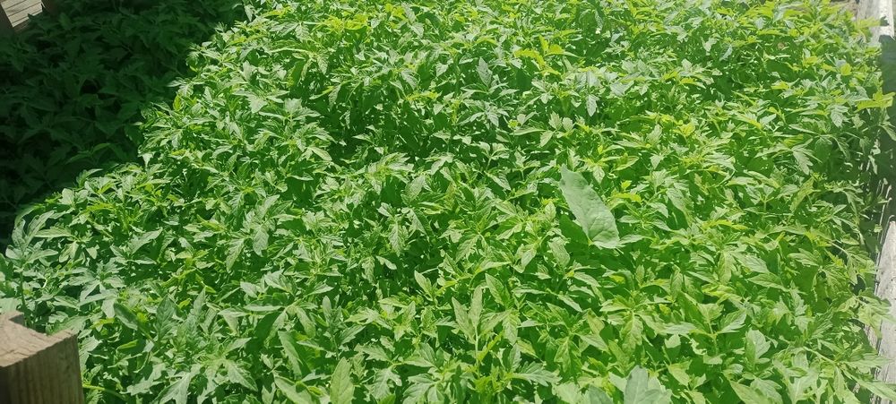 Продам рассаду помидор