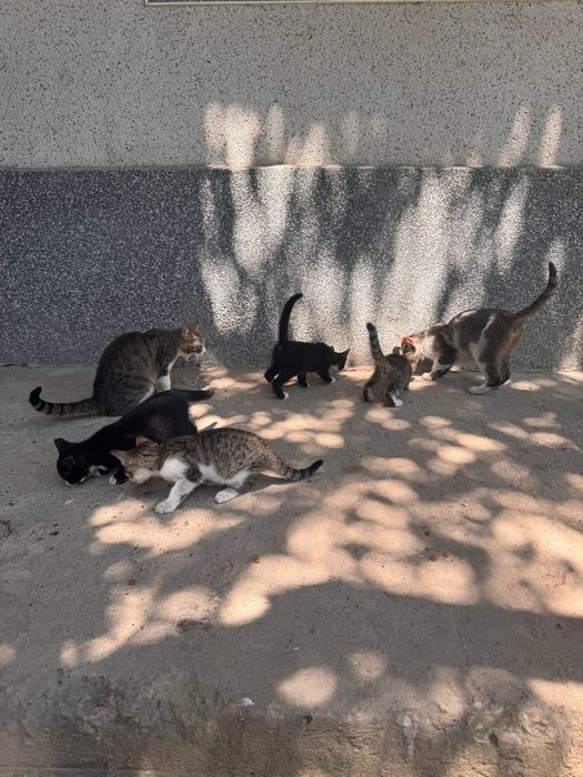 Mushukchalar sovg‘a qilinadi!