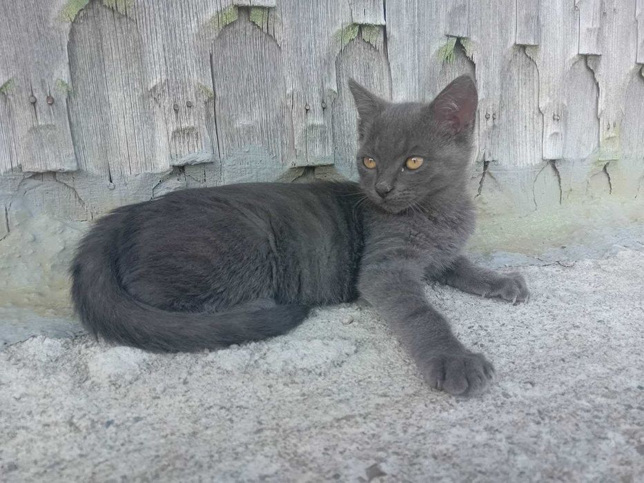 Pisicuta Lily spre adoptie