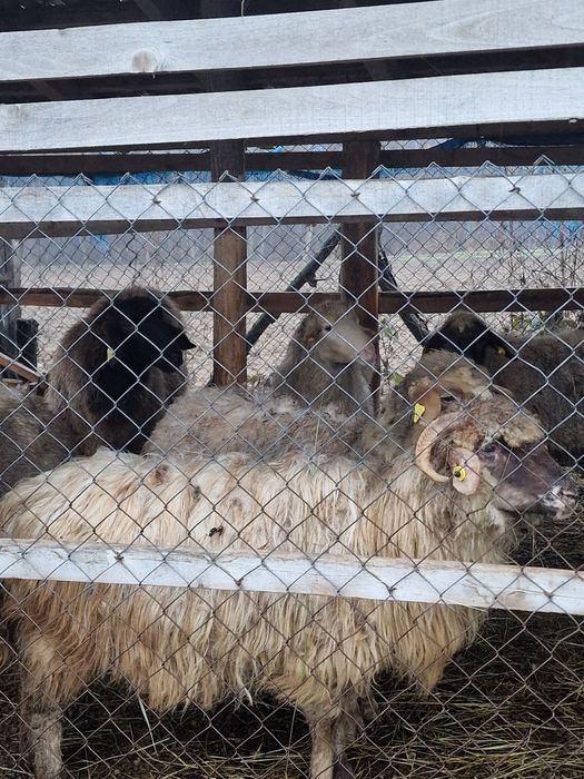 Se vând 4 oi țurcane