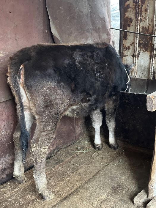 Бычки телки годовалые