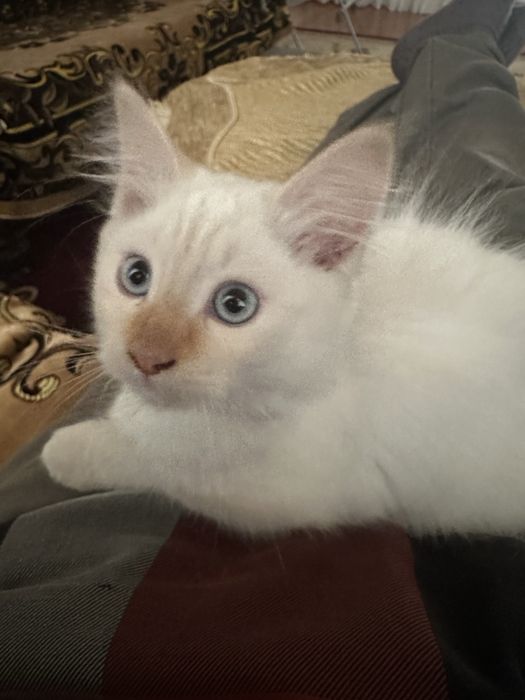 Сиамский Мушук боласи Ўғил бола сотилади