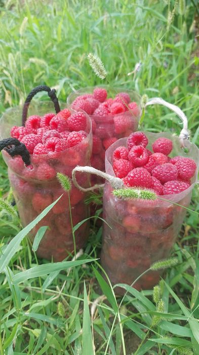 Малина домашняя свежесобранная