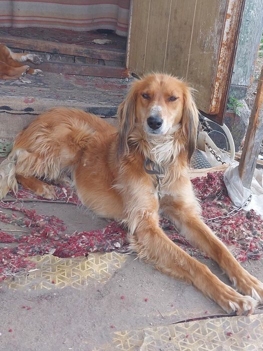 Тазы кобель мощный