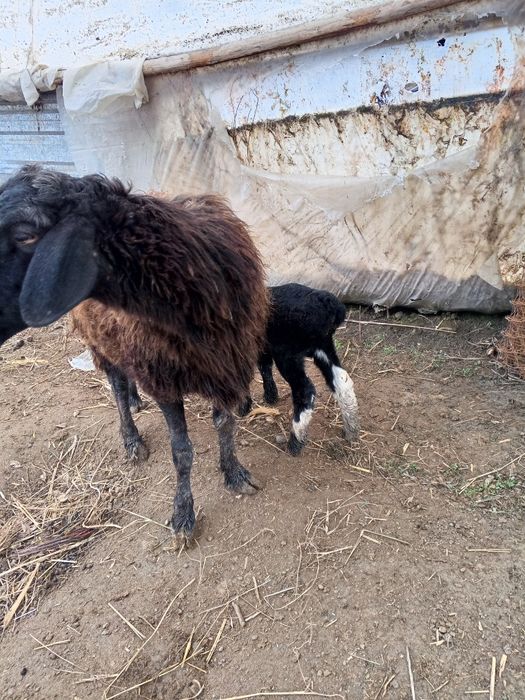 Ona bola qo'ylar sotiladi