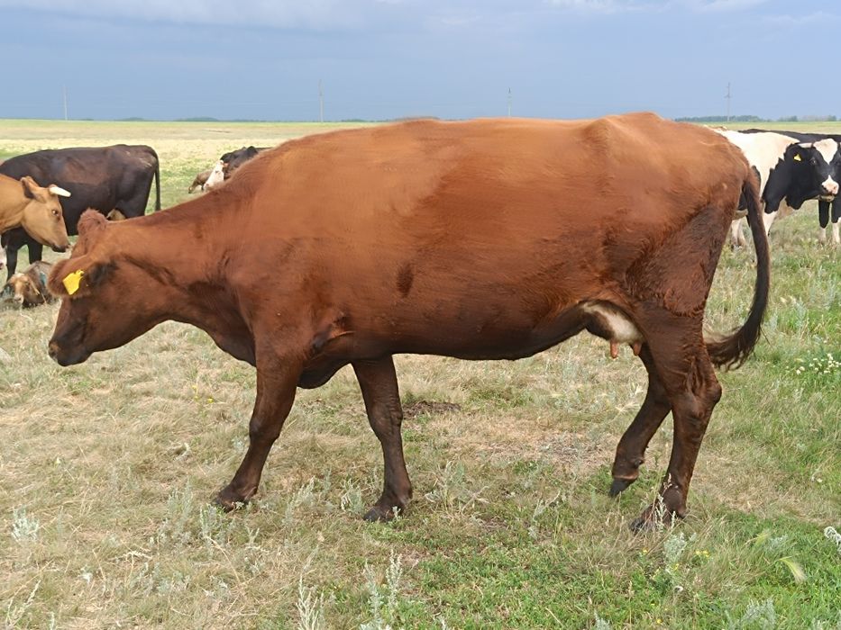 Продам корову третий отел
