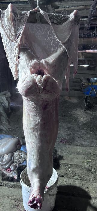 Продам баран на откорме