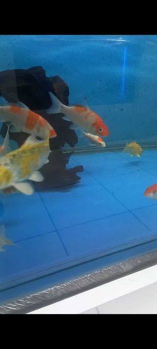 Коя карп ховуз ва аквариум баликлари