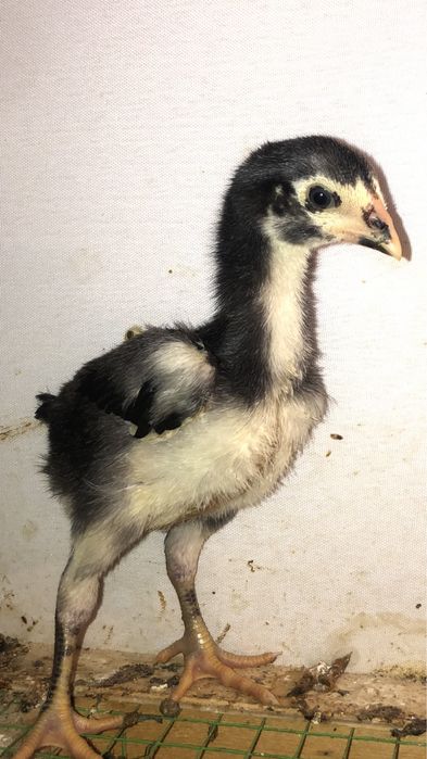 Немец шамо жужалари сотилади