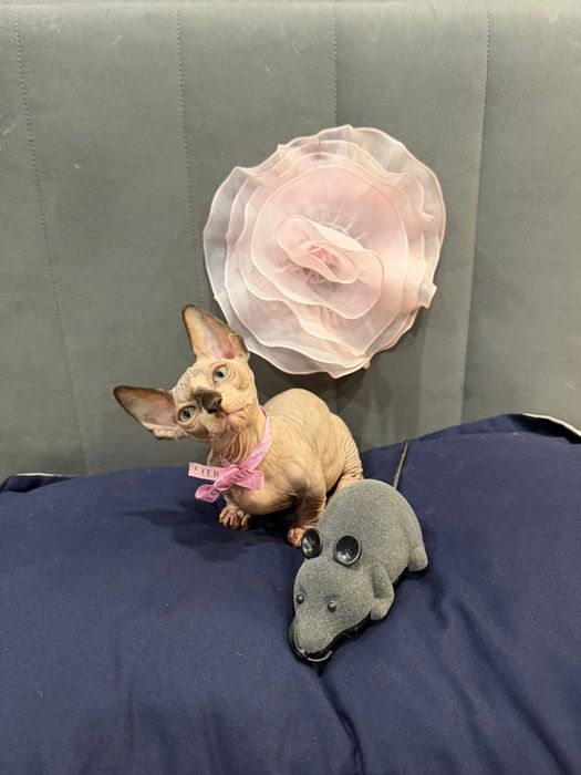 Шикарный сфинкс бамбино