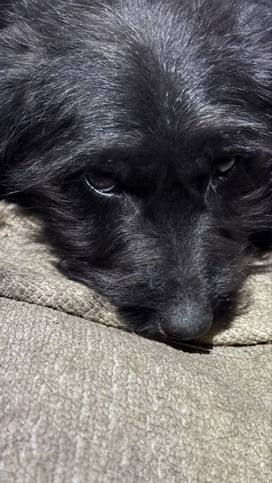 Ит,Собака Бесплатно