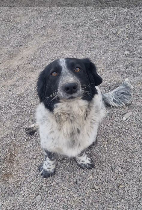 Чара в поисках семьи. Доставлю!