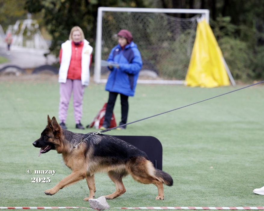 Немецкая овчарка
