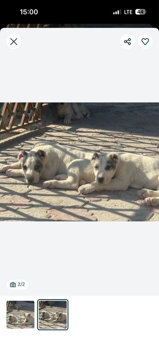 Алабай күшігі сатылады ұрғашы