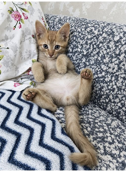 Отдам котят в добрые руки