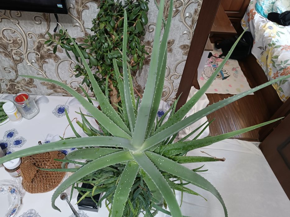 Лечебные алое вера (aloe, aloe, shifobaxsh)
