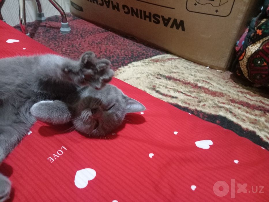Мушук Скоттиш страйт