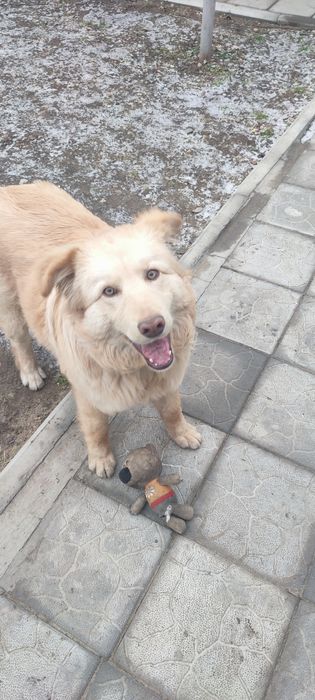 Отдам собаку в хорошие руки .