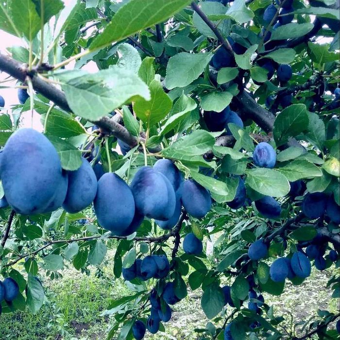 Vând prune Stanley (estimat min 35 tone)