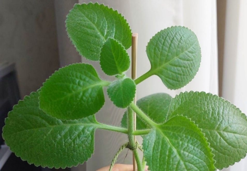 Мята, комнатные растения.