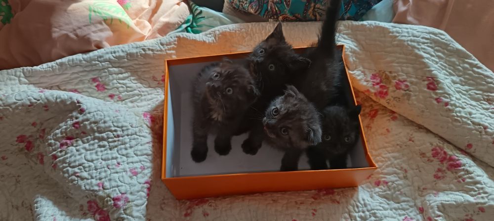 Продам котят веслоухих