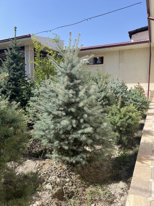 Голубая ель для сада и дачи