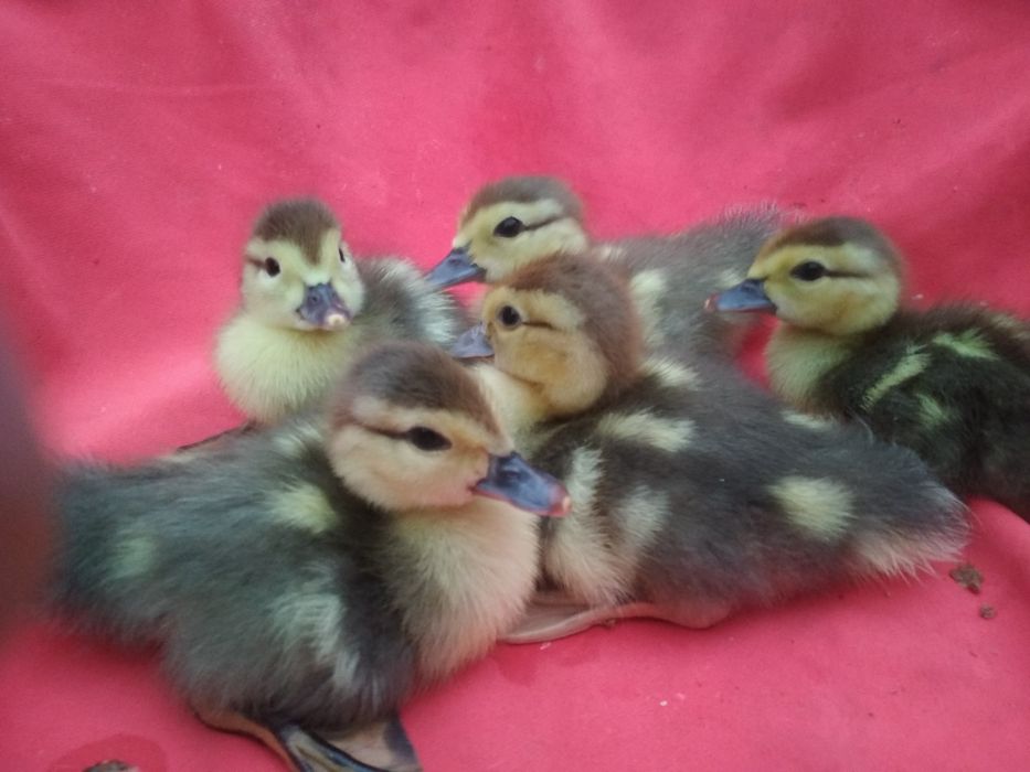 Индоутка (янги Германия линия жужалари)