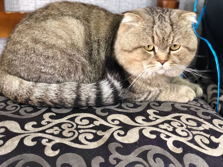 Scottish fold sotiladi